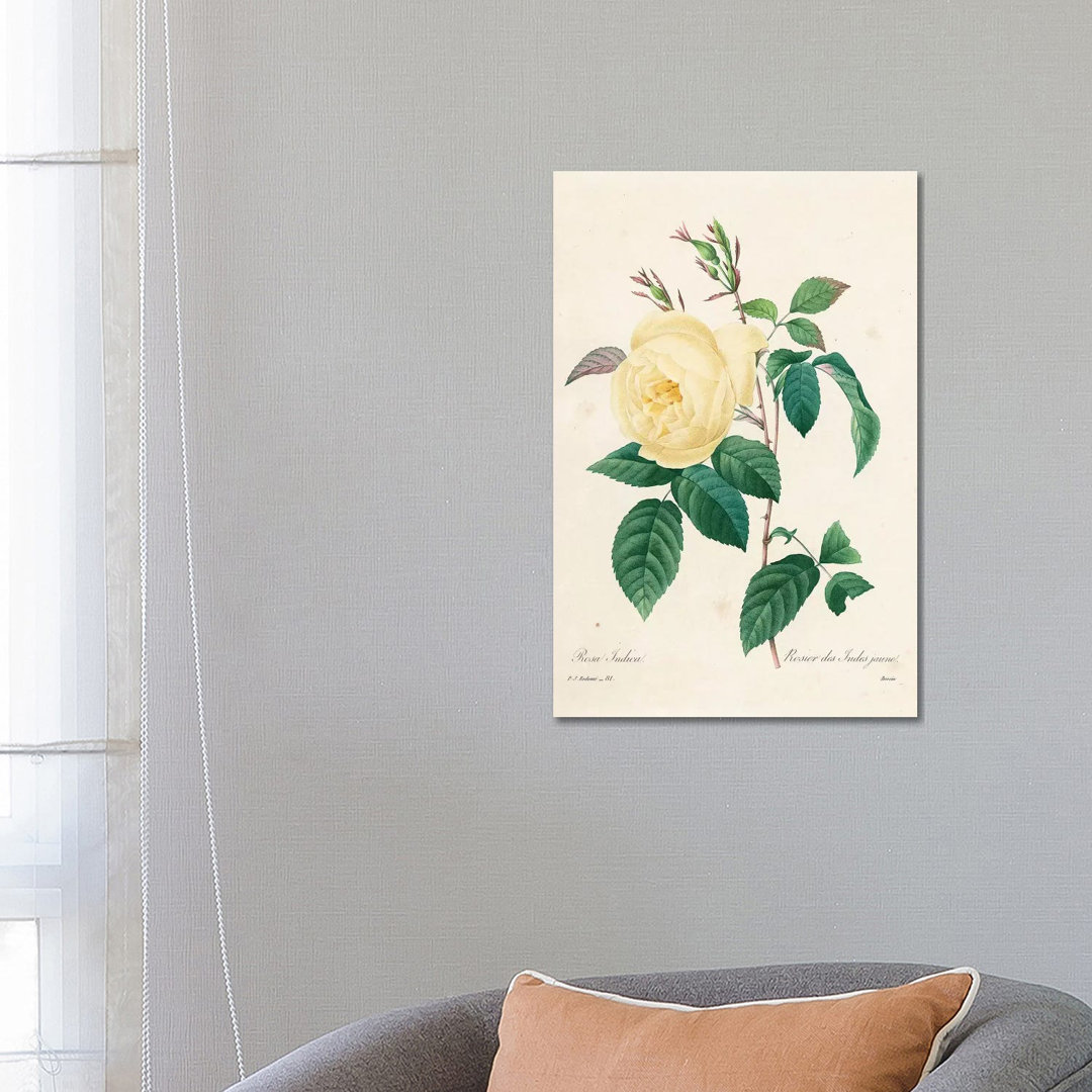 Yellow Rosa Indica, 1827-33 by Pierre-Joseph Redouté - Wrapped Canvas Gallery-Wrapped Canvas Giclée
