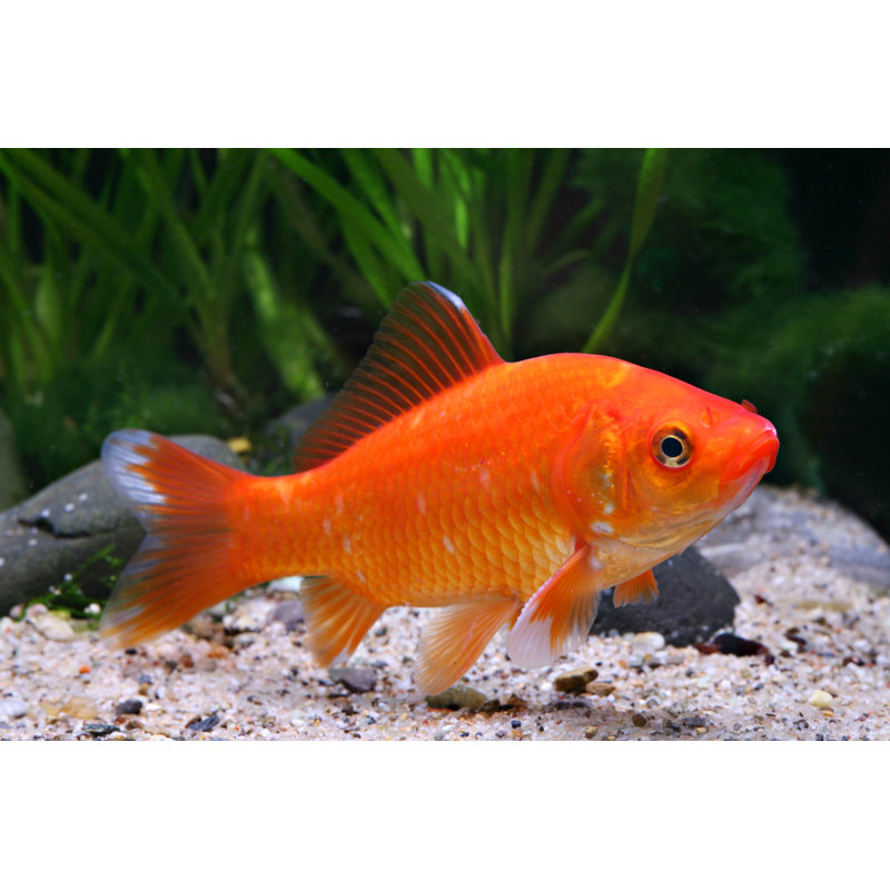 Goldfish by Craykeeper - Wrapped Canvas Print, 81cm H x 122cm W