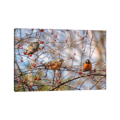Spring Robins II par David Gardiner - Estampe numérique sur toile tendue avec châssis