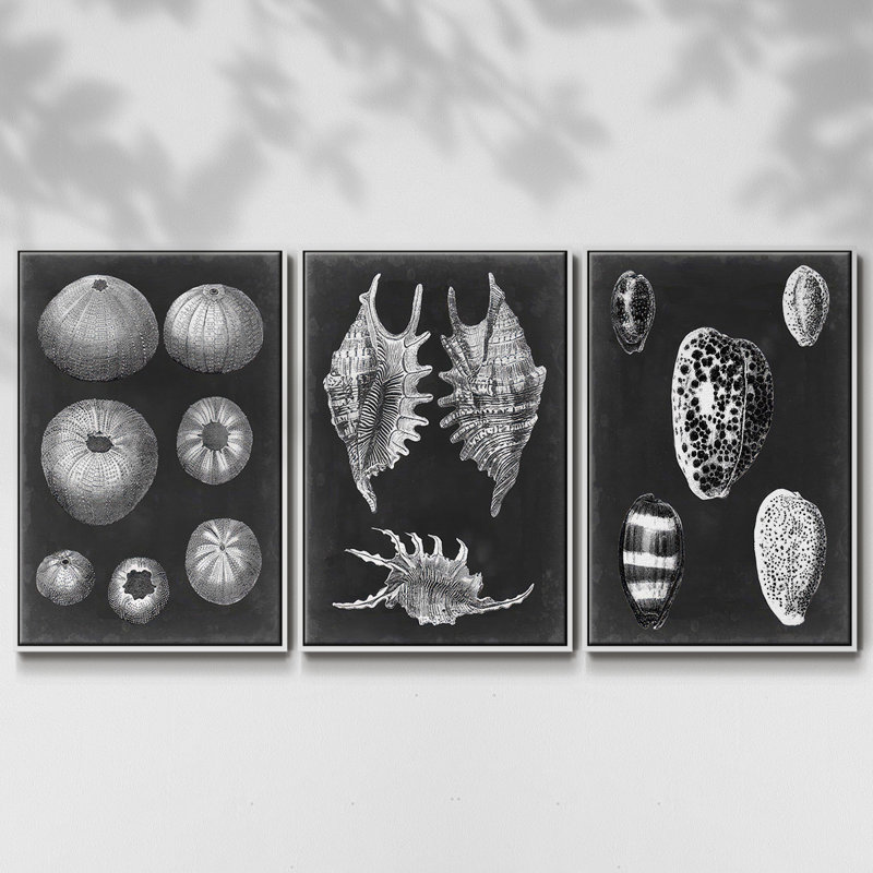 Alabaster Shells V, ensemble de 3 pièces encadrées sur toile, H 36 po x l 72 po, Blanc