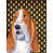Basset Hound 4