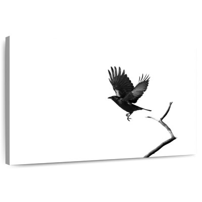Corbeau noir en vol