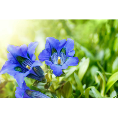 " Trumpet Gentiana Flower " by Artush