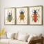 Beetle Bug I - reproduction sur mesure encadrée de qualité supérieure - 3 pièces-1085759435