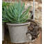 Cintre Lemur Pot Buddy