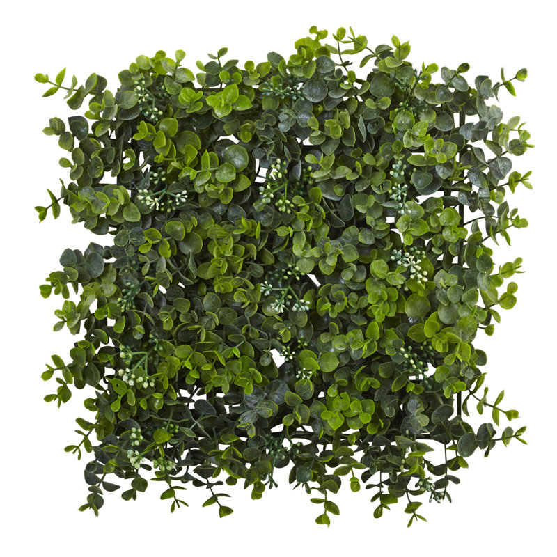 2.5'' Eucalyptus Plant