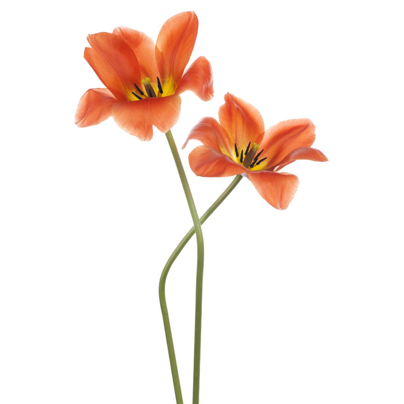 Tulip - Wrapped Canvas Print, 76cm H x 51cm W x 3.8cm D