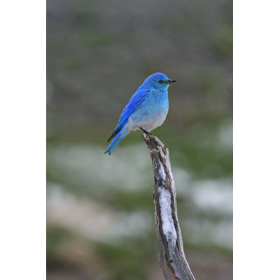 Oiseau bleu espoir