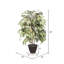 Arbre d’érable en pot 48 po