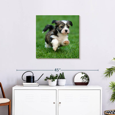Crowle Havanese Puppy