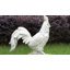Statue de jardin de poulet