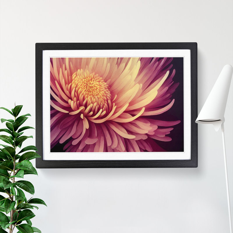 Contemporary Chrysanthemum Flower - Framed Print, Black, 34cm H x 46cm W x 2cm D