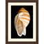 Large Shell 7 Print