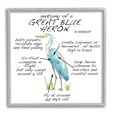 «Great Blue Heron», diagramme d'apprentissage par la faune