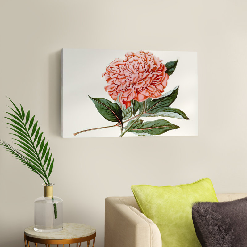 Peony Blush II by Curtis - Painting Print, 20cm H x 30cm W, Wrapped Canvas