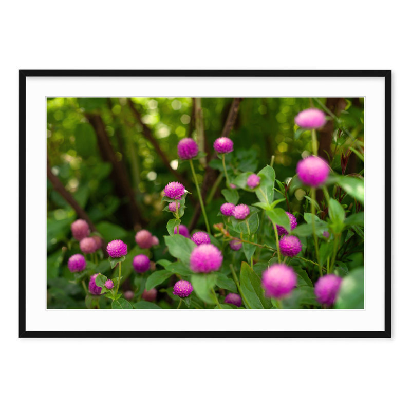 Shakespeare Garden Clover - Picture Frame Photograph on Paper , 28.5" H x 40" W, Black Framed