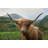 Scottish Highland Cattle II - Wrapped Canvas Print-1352331436