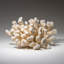 Genuine White Cat's Paw Coral (5.5 Lbs)