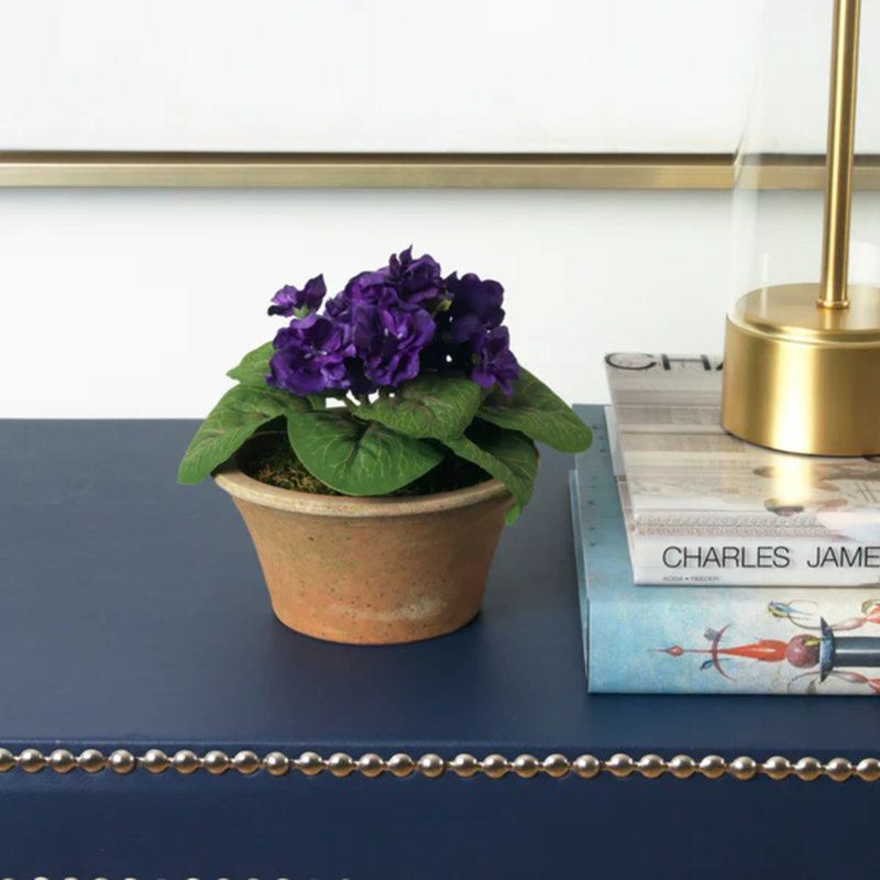 Blooms African Violet Plant In Terracotta Planter, Purple, Brown