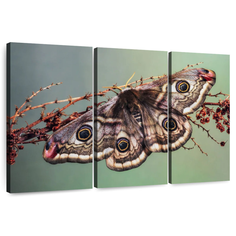 Emperor Moth, 48" H x 74" W