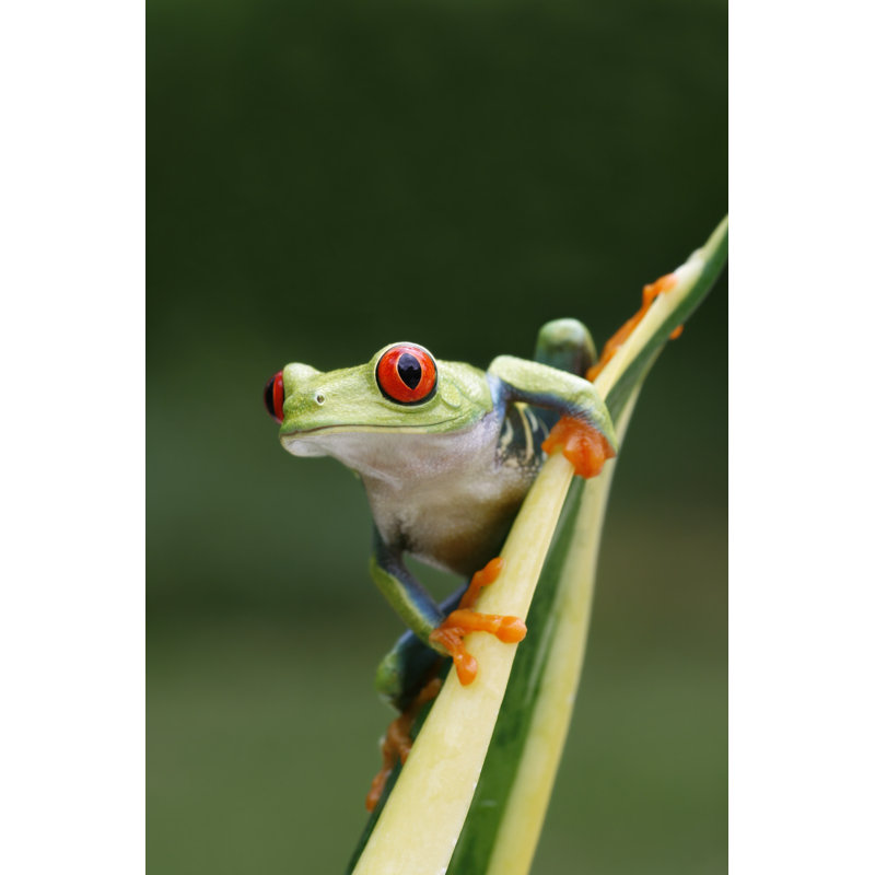 Red Eyed Tree Frog by Mark Kostich - Wrapped Canvas Print, 46cm H x 30cm W x 3.8cm D