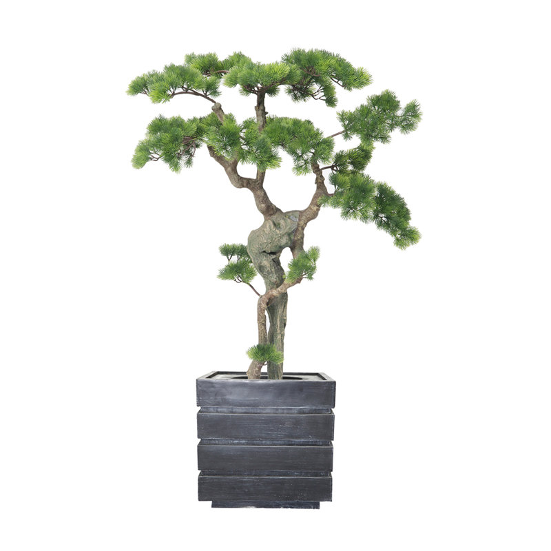 Bonsaï beauté 50 po H, Gris