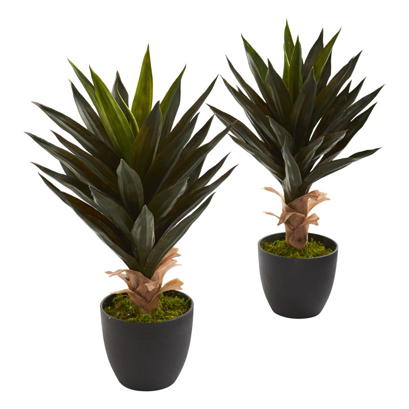 Agave plante de sol dans un pot de fleurs