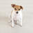 Diamond Handwoven Indoor/Outdoor Rug-124933148-47933374
