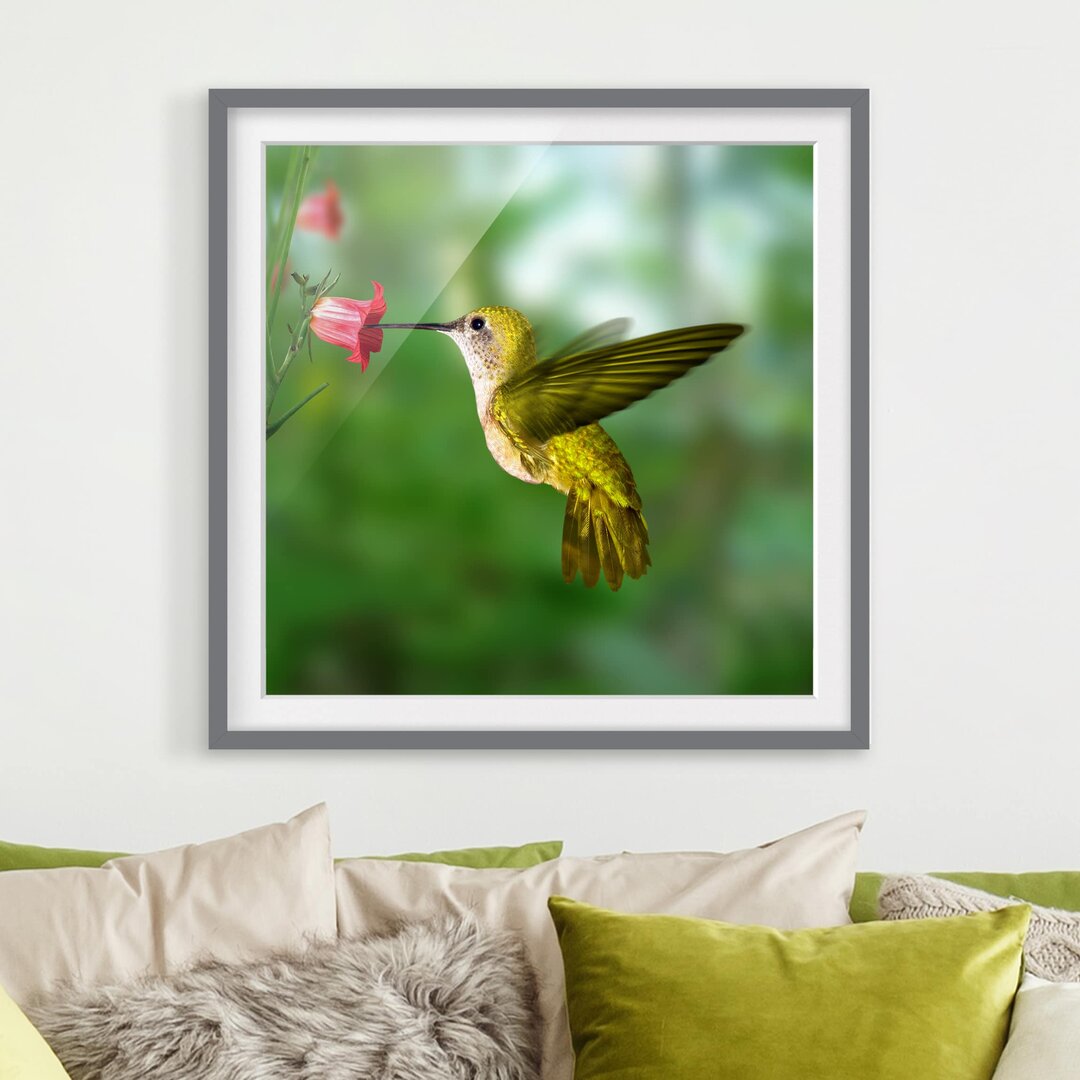 Gerahmtes Poster Hummingbird and Flower