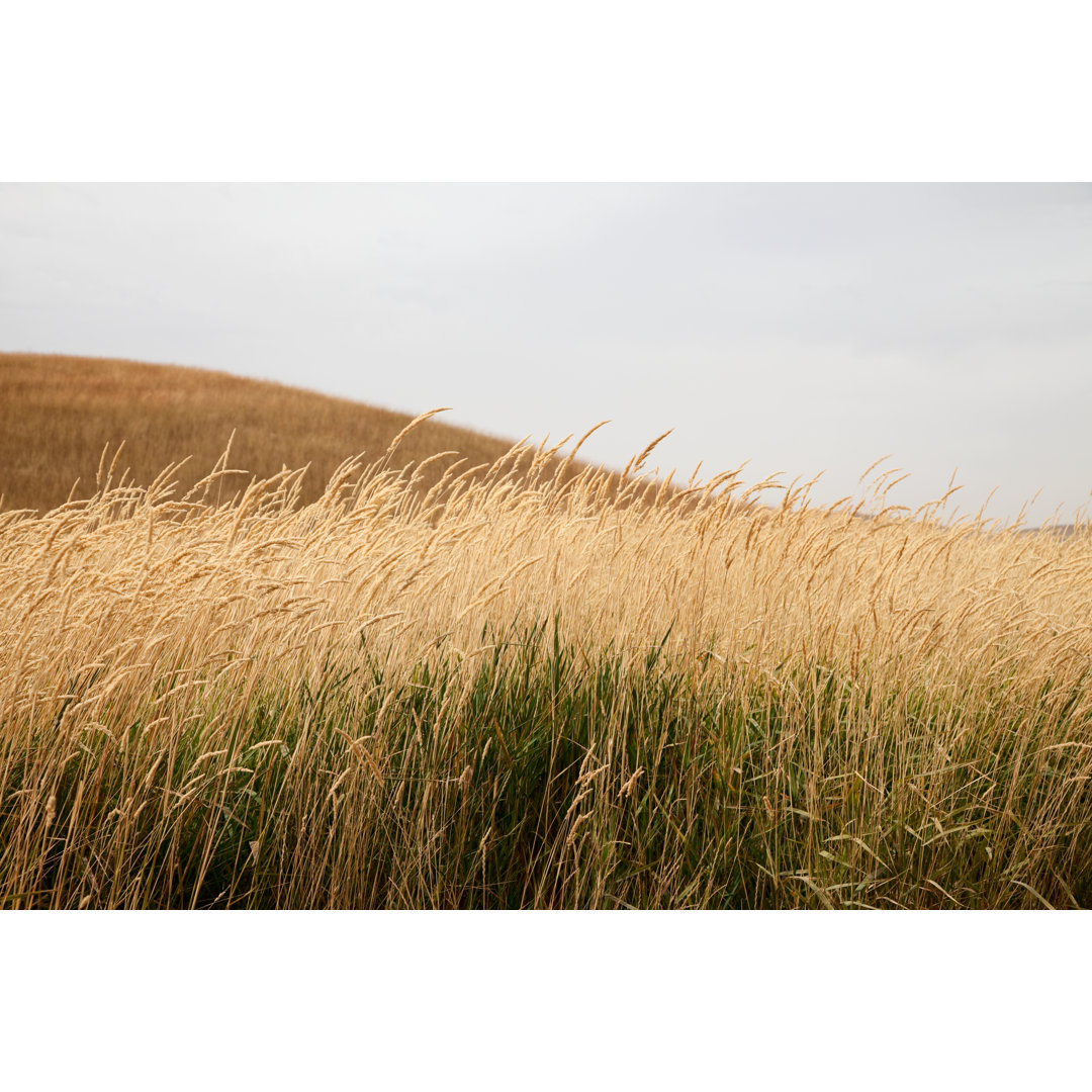 Tall Grass And Plowed Field Of Palouse, Wa von Terryfic3D - Drucken