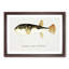 Illustration of a Pufferfish by F.E. Clarke - Picture Frame Graphic Art Print-55579693-55579696