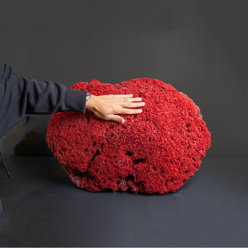 Genuine Large Red Pipe Organ Coral (26.5 Lbs)