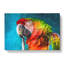 Rainbow Macaw Parrot - Wrapped Canvas-56629276
