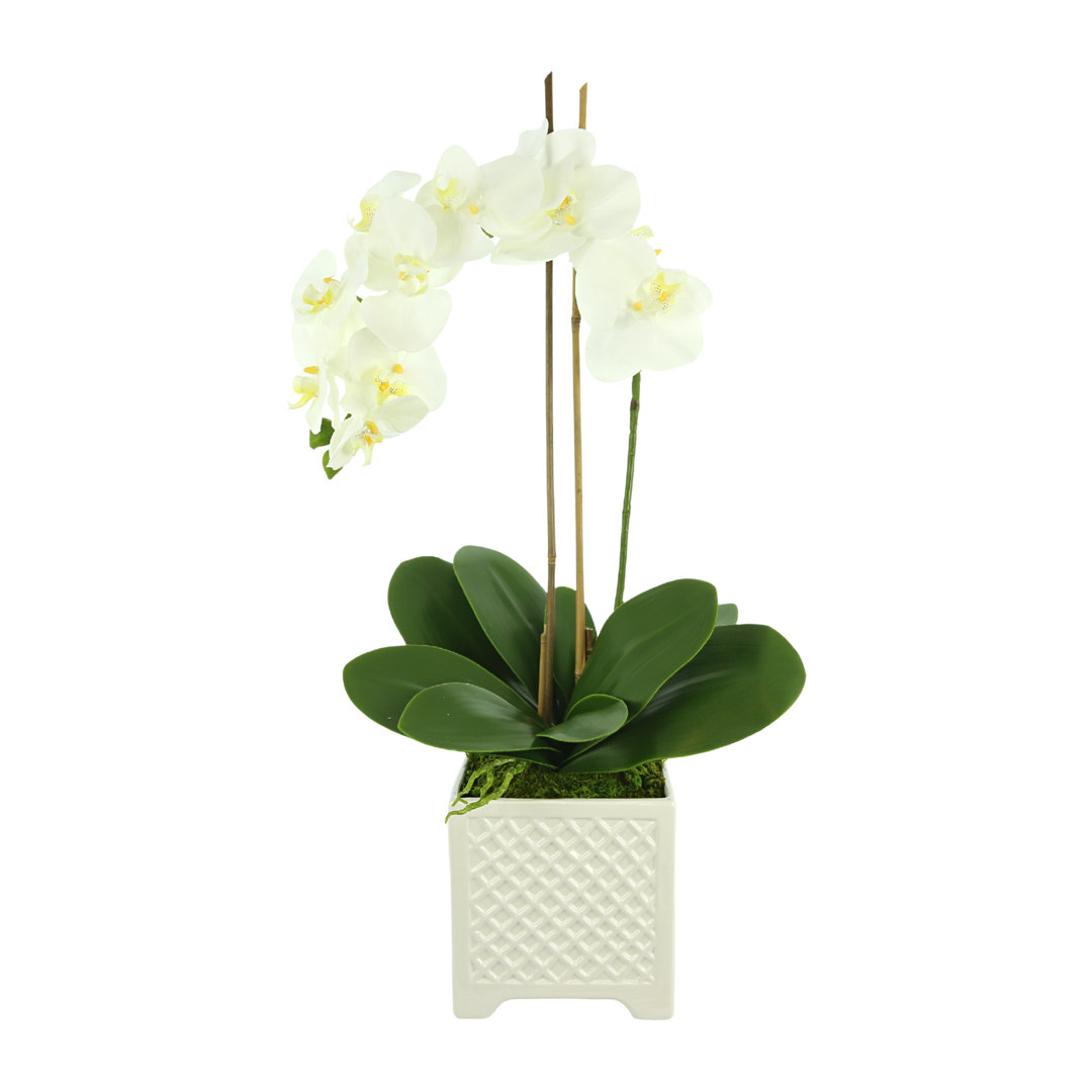 Clean And Clear Clean And Clear Polysilk Orchid Arrangement in Pot Creative Displays, Inc.