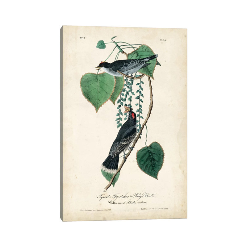 Flycatcher And King Bird by John James Audubon - Wrapped Canvas Gallery-Wrapped Canvas Giclée, 20.32 cm H x 30.48 cm W