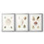 Pastel Knorr Shells IV - impression encadrée sur mesure de qualité supérieure - 3 pièces