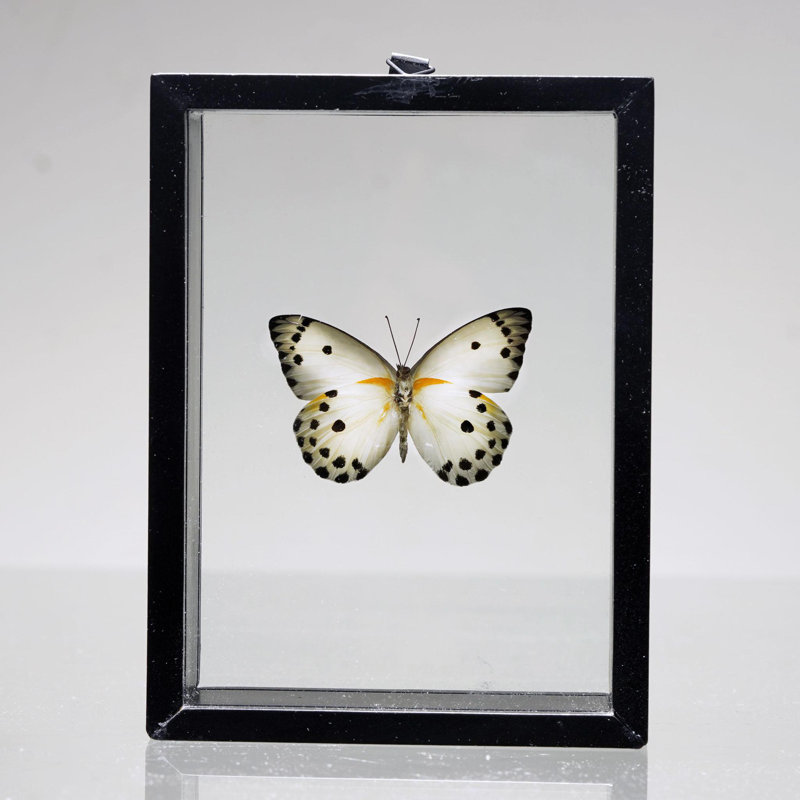 Magnifique papillon Belenois Calypso dans une boîte de présentation