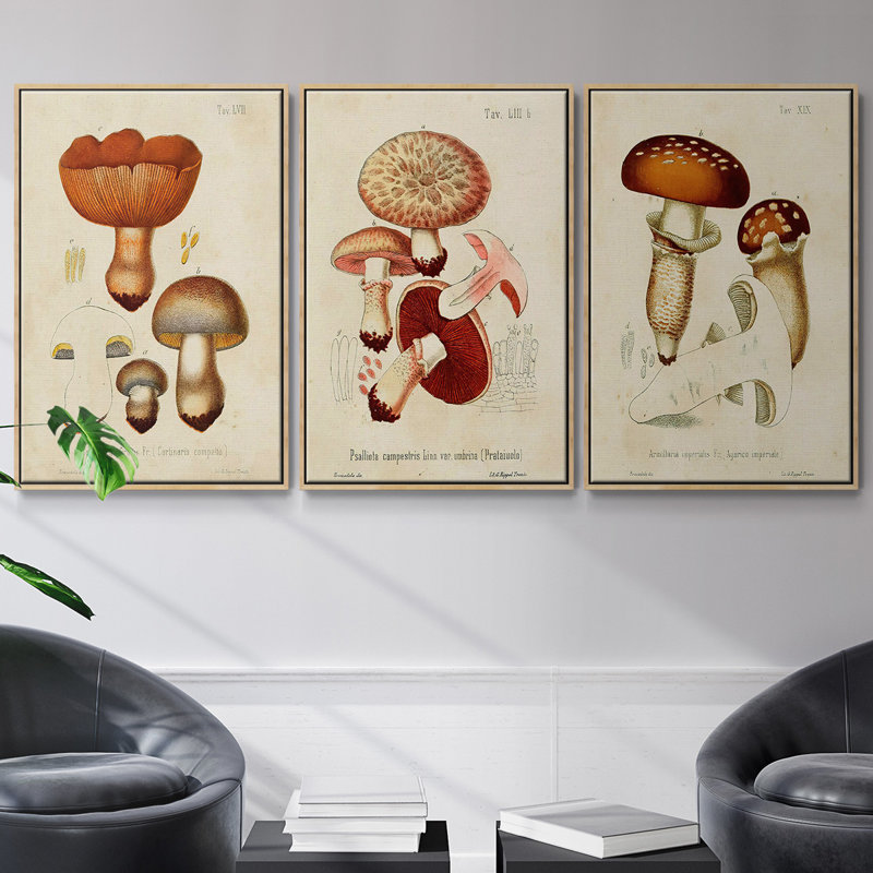 Mushroom Variétés I - ensemble de 3 reproductions sur toile, Bois naturel, H 27 po x l 54 po