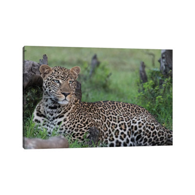 Africa, Kenya, Maasai Mara National Reserve Resting Leopard by Jaynes Gallery - Wrapped Canvas Print