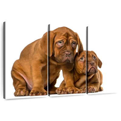 French Mastiff Puppies
