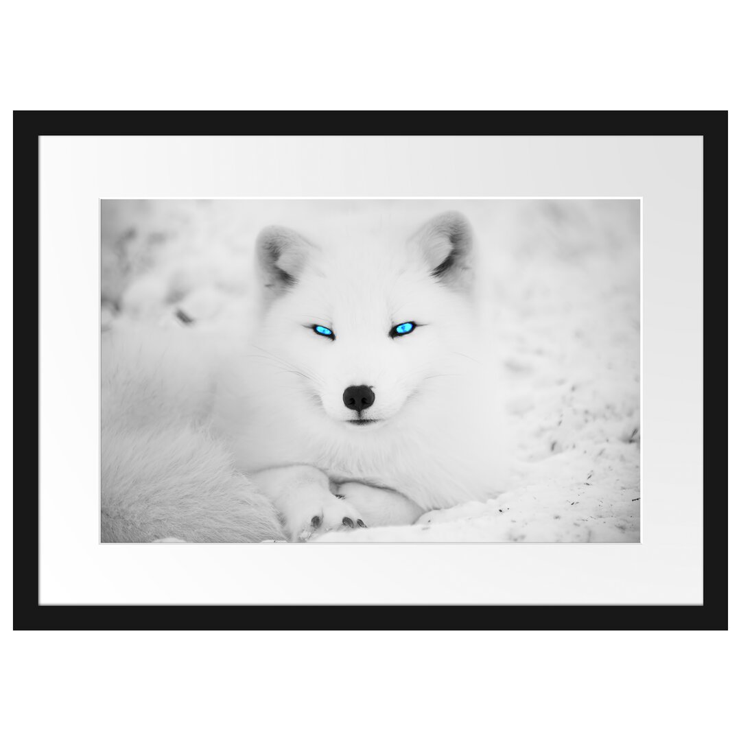 Gerahmtes Poster Polarfuchs mit strahlenden Augen