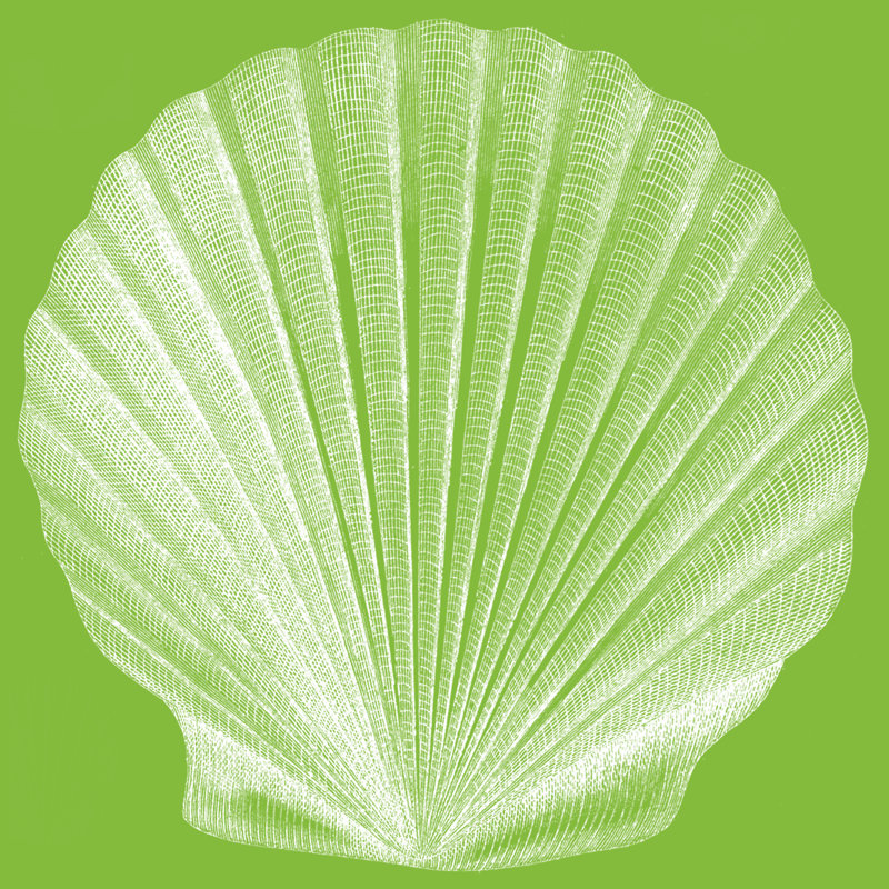Saturated Shell II by Vision Studio - Wrapped Canvas Print, 91cm H x 91cm W x 3.8cm D