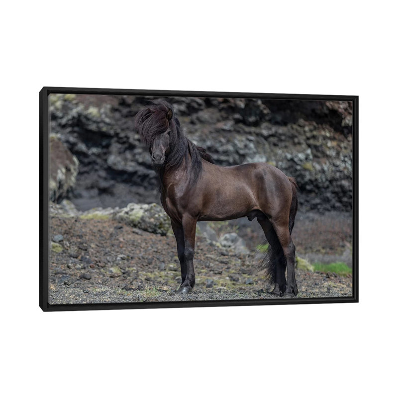 « islandais stallion i », reproduction de photo sur toile tendue, H 18 po x l 26 po x P 1,5 po, Toile avec cadre noir