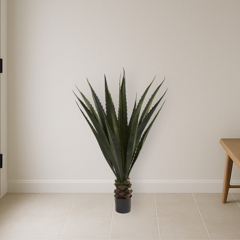Giant Agave Silk Plant