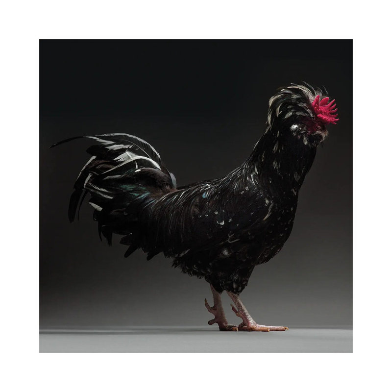 Houdan - Wrapped Canvas Print, 45.72 cm H x 45.72 cm W x 3.175 cm D
