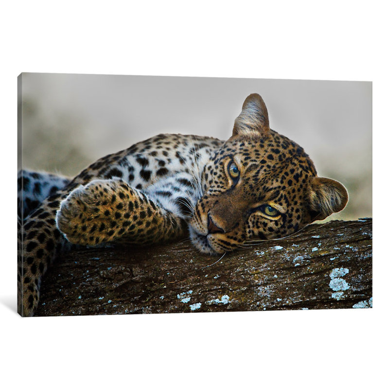 «Lounging Leopard» par Panoramic Images, reproduction de photo sur toile tendue, H 18 po x l 26 po x P 1,5 po, Toile tendue