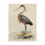 «Antique Heron II» par World Art Group, reproduction d'art graphique sur toile-33521949