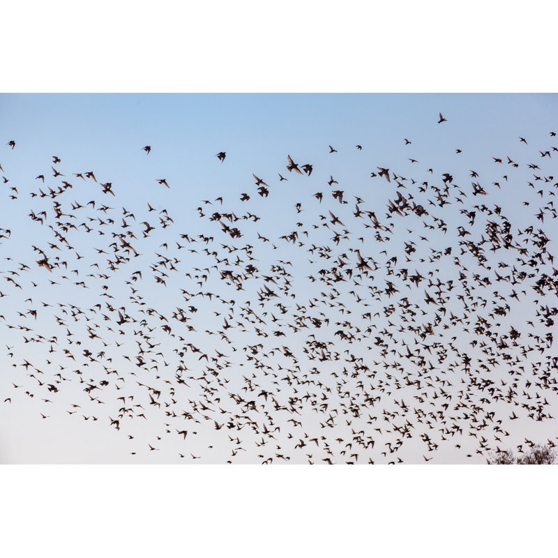 Flock Of Starlings by Serhii Moiseiev - Wrapped Canvas Print, 30cm H x 46cm W