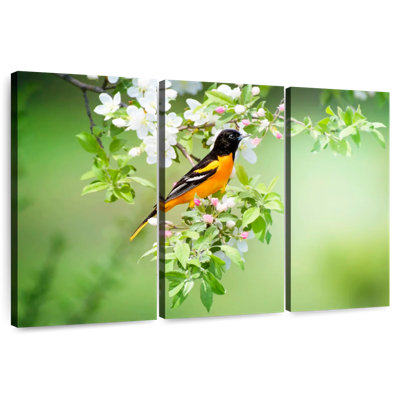 Brampt oriole
