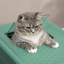 Litter Box Enclosure-758579948